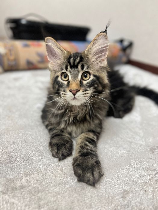 Котята Мэйн Куны
