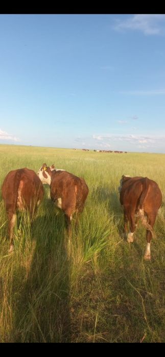 Соғым сатылады согым мясо
