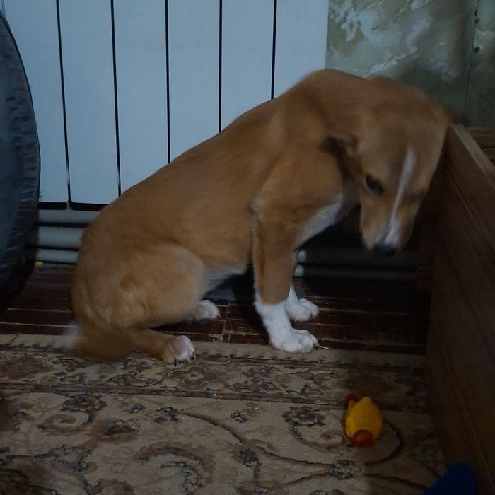 Отдам щенка в добрые руки,девочка