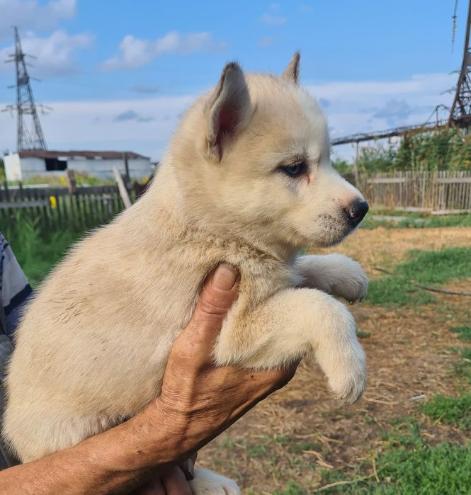 Продам щенков сибирской хаски