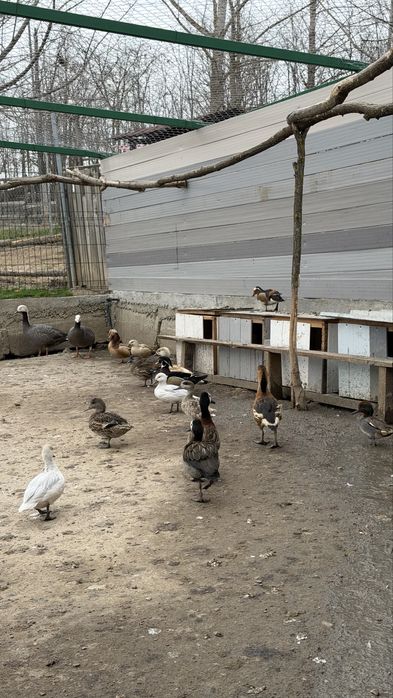 Лебеди, гъзки, патки