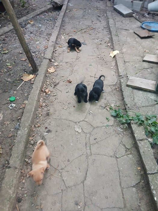 Пинчери на 60 дни