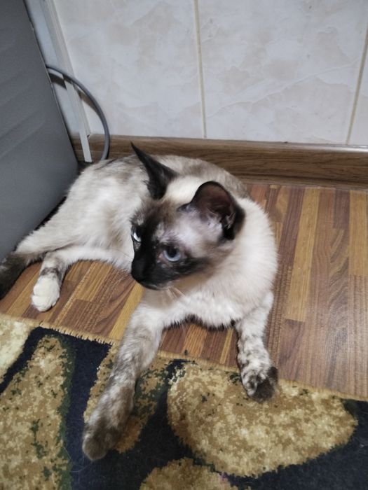 Одам  хорошие руки сиамская кошка