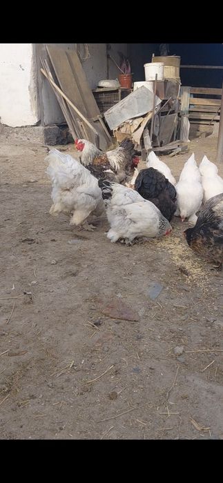 Продам инкубационные яйца курей брам