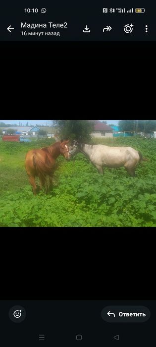 продам кобыл и корову