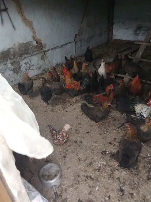 Продам петухов 7-8шт крупные