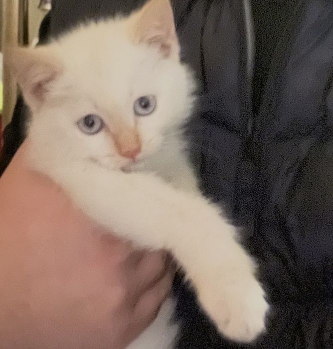 Котенок Сиамский