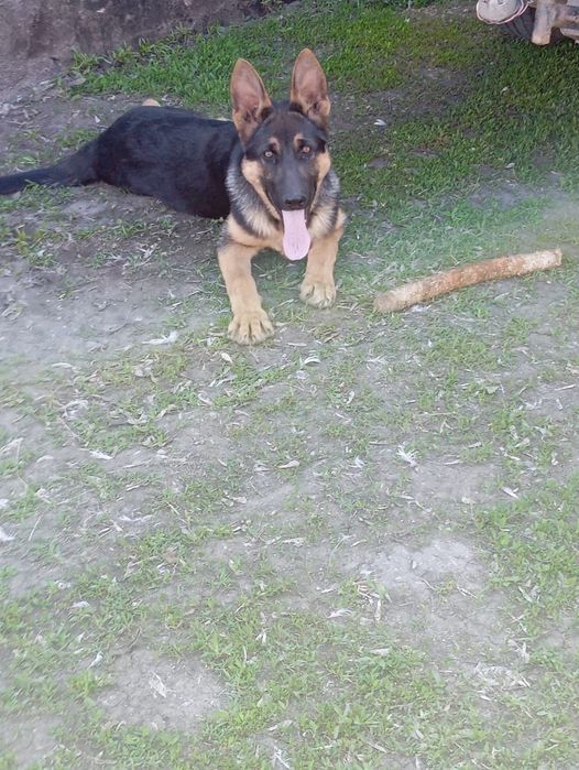 Щенки немецкой овчарки