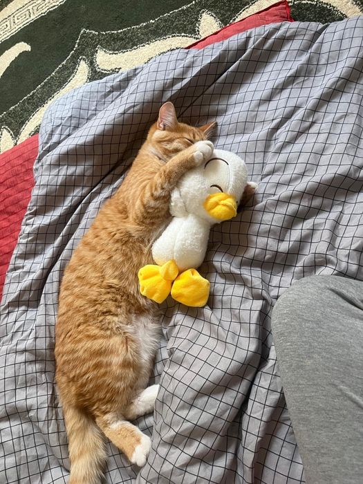 Отдам кота 8 месяцев