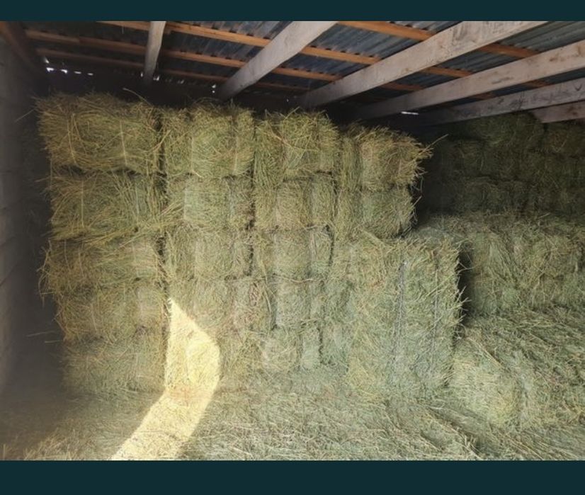 Жоңышқа сатылады