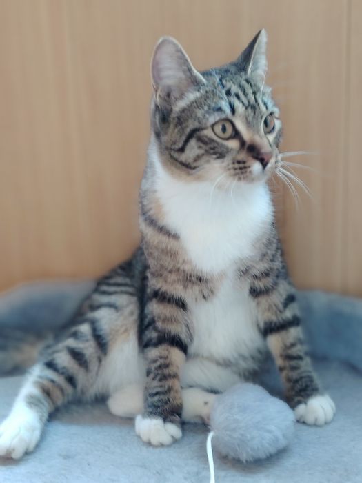 Котик ищет семью