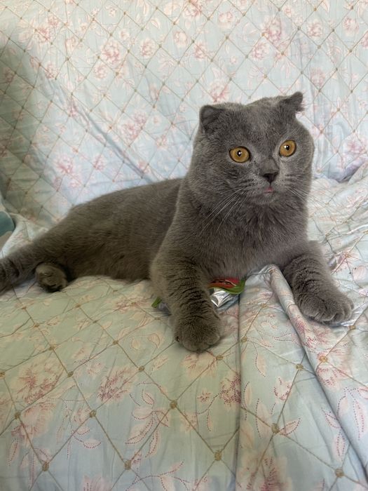 Шотландская Вислоушка Гладкошерстая