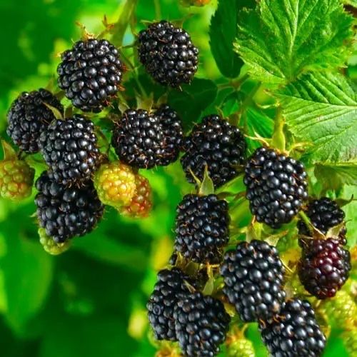 Продам  Ежевика.Американка