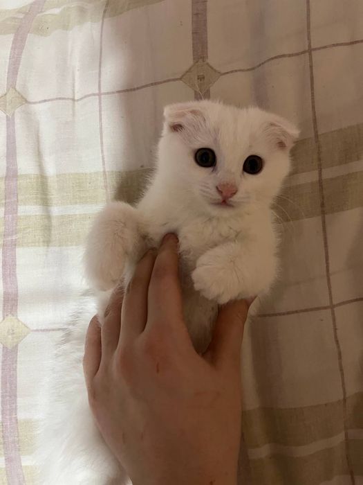Продаётся вислоухий котенок