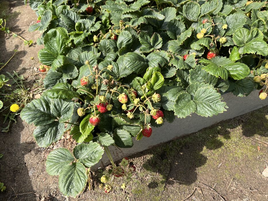 Клубника северный сорт