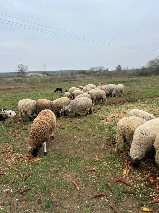 Vând Oi de carne cu miei