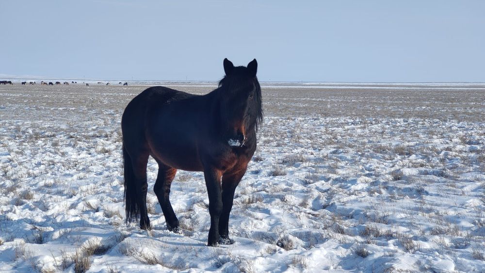 Жеребец Айгыр!!!