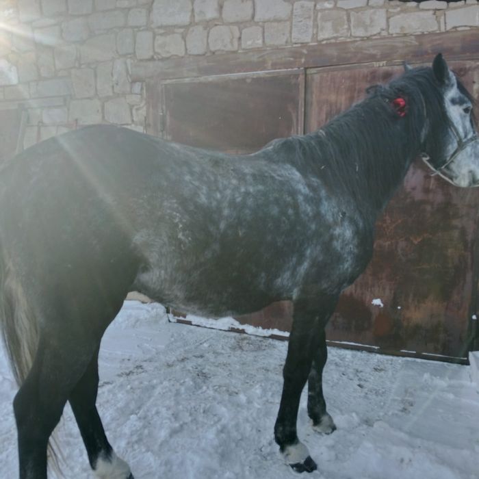 Продам Жеребца спокойный