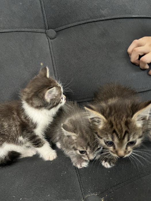 котята в хорошие руки