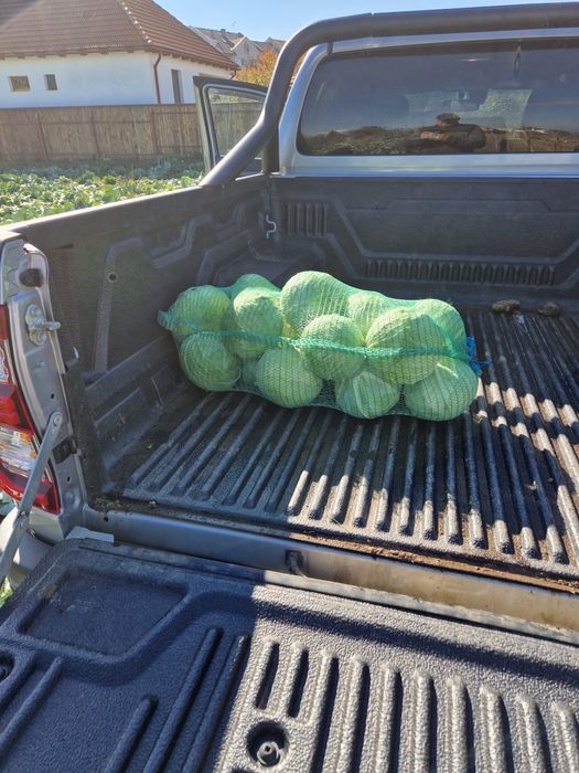 De vanzare Varza Gintama