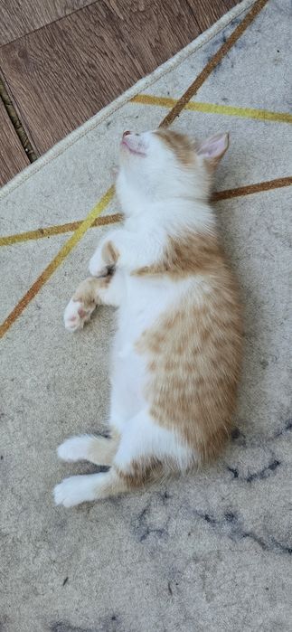 Ищет дом котёнок (девочка)