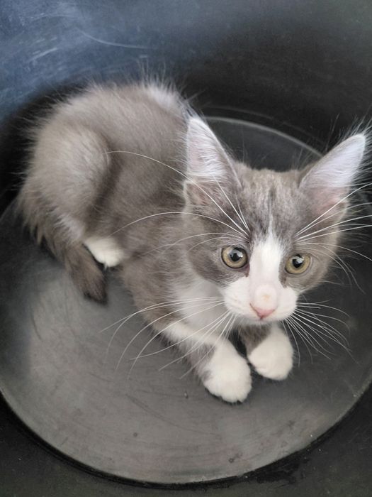 Котенок мальчик!