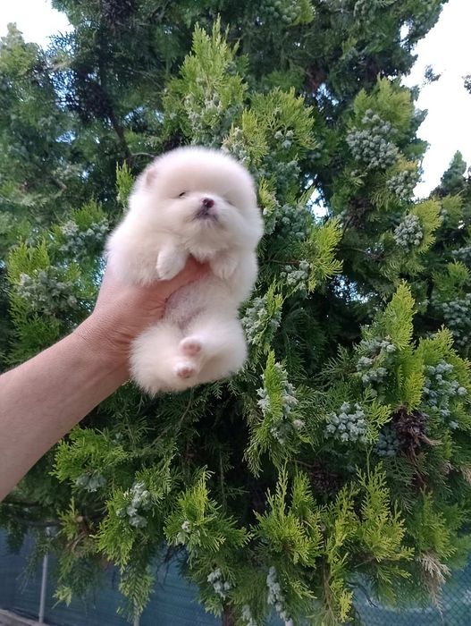 Померани. Различни възрасти!
