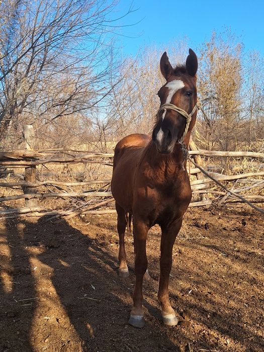 Құнан сатылады полукровный