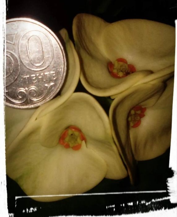 Молочай миля крупноцветковый