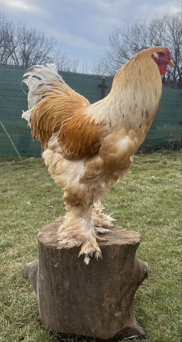 Pereche Brahma Lemon