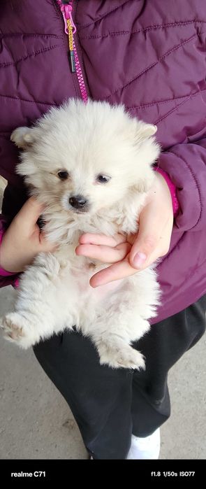 Момче мини - шпиц