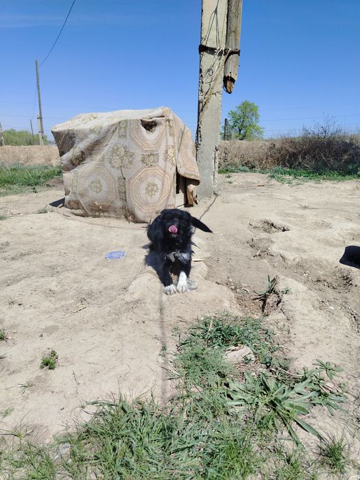 Кандек сатылады охотанын