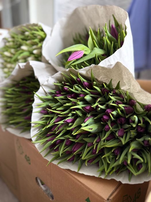 Тюльпаны Голландские