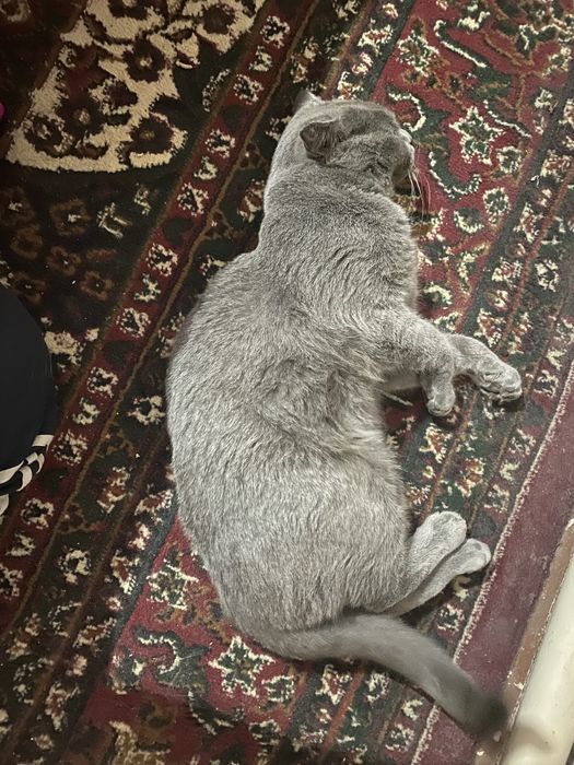 Uy mushugi oynashni yaxshi korad