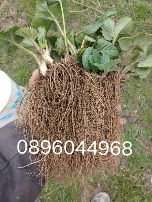 Продавам разсад ягоди и малини