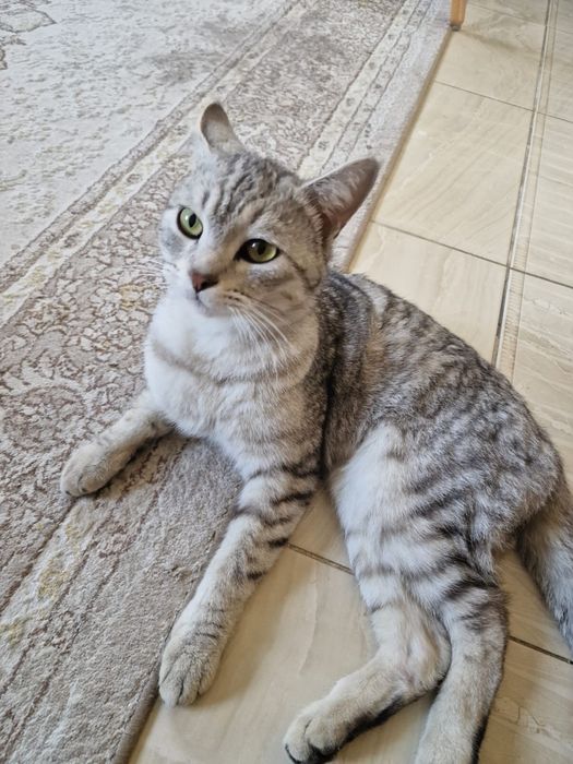 Мысық/кошка бесплатно