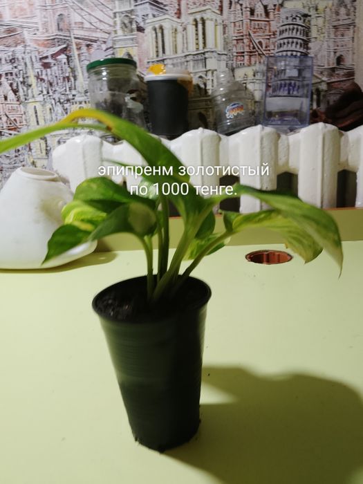 Продают цветы, эпипремнум, филодендрон, и черенки эпипремнума