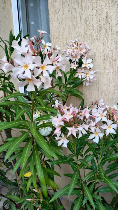 Олеандър/Зокум/Лян/Nerium Oleander