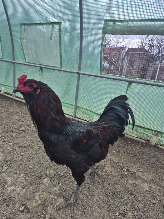 Vând 2 cocoși ameraucana din 2025