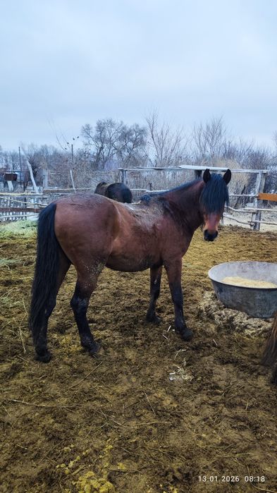 Айғыр сатам,продам жеребца