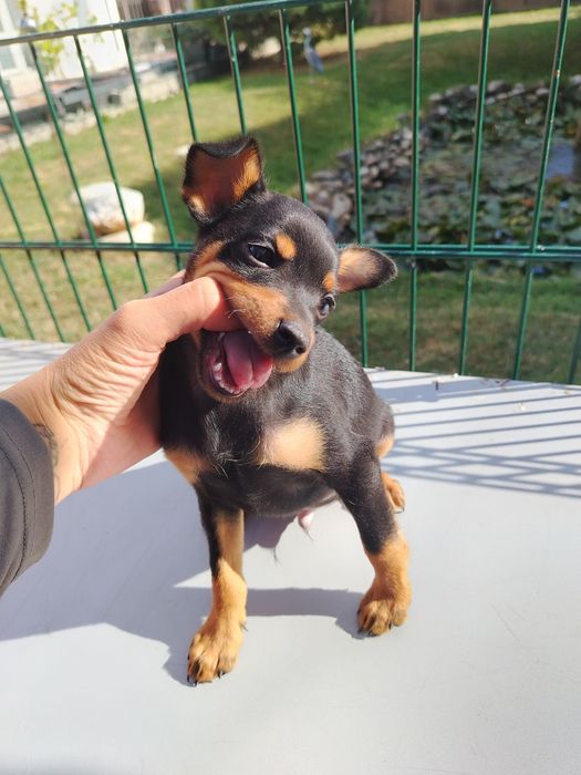 Pinscher Pitic mascul