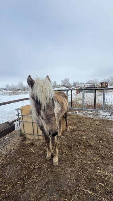 Продам жеребца 2 года