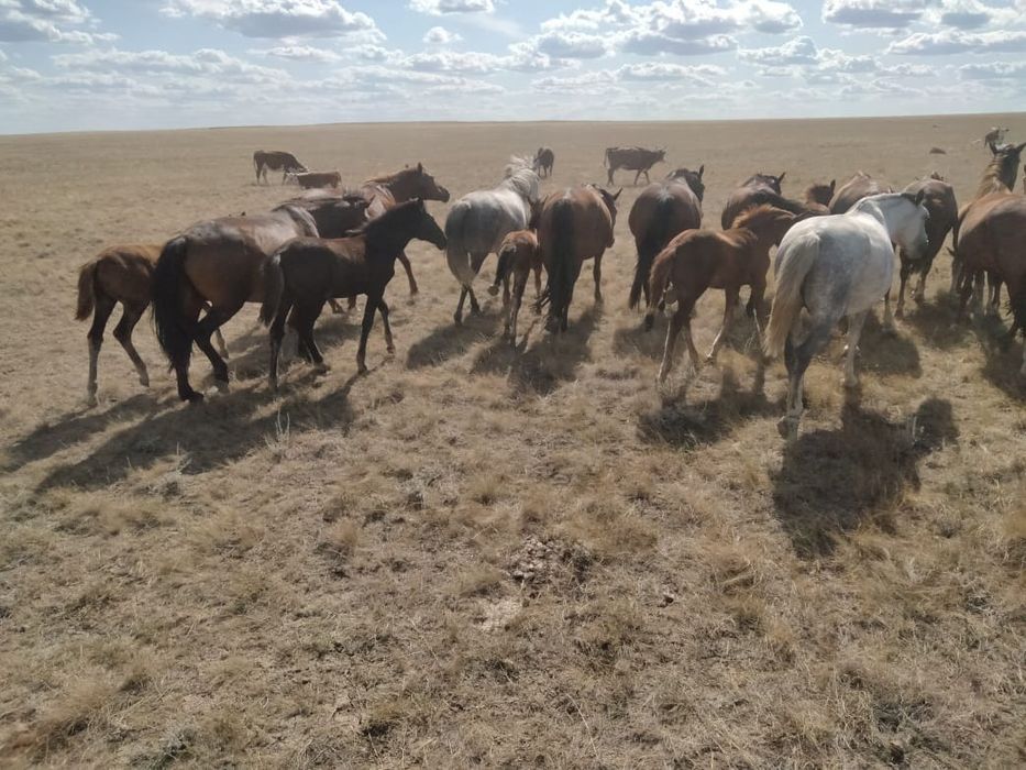 Сақтанып жылайды