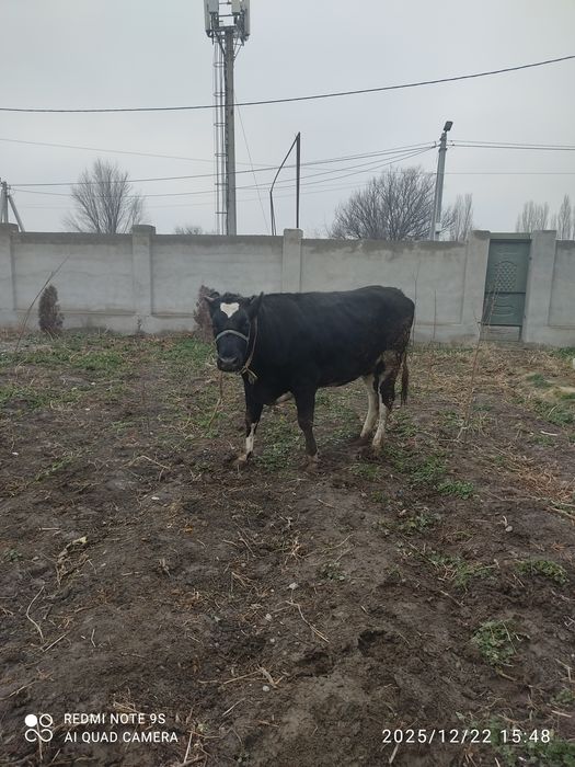 Сүті сиырдың бызауы сатылады