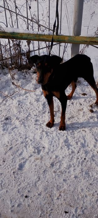 Продам даберман хороший руки