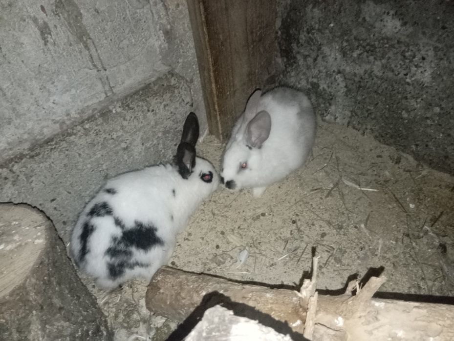 Vând iepurii de casă