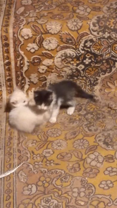 Отдам котиков братишек