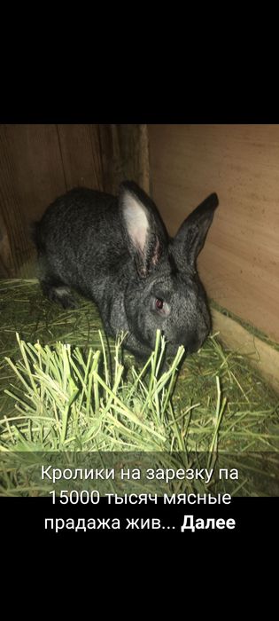 Прадам кралов и кралих