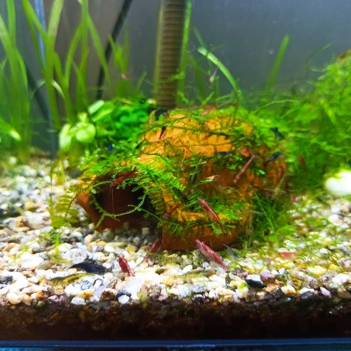 Скариди червени ,сини ,бели