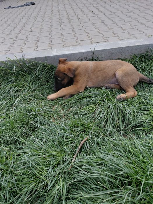 Белгийска овчарка